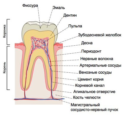 Для тех, кто интересуется, из чего состоит зуб